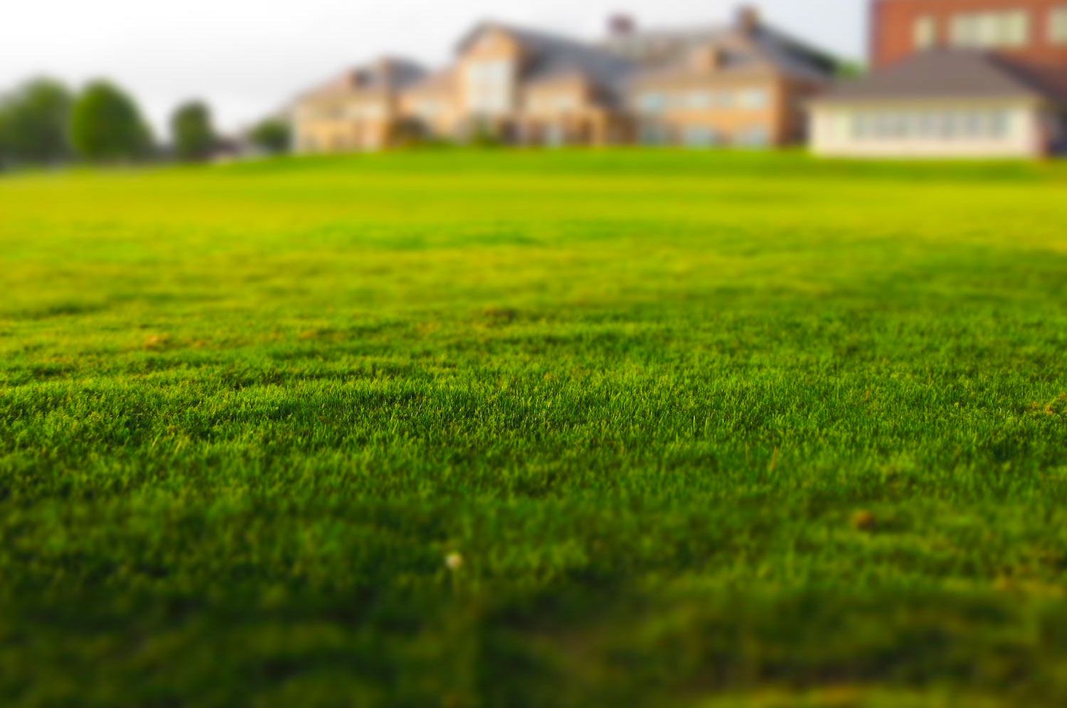 Mowed Lawn 1 Mowed Lawn 1